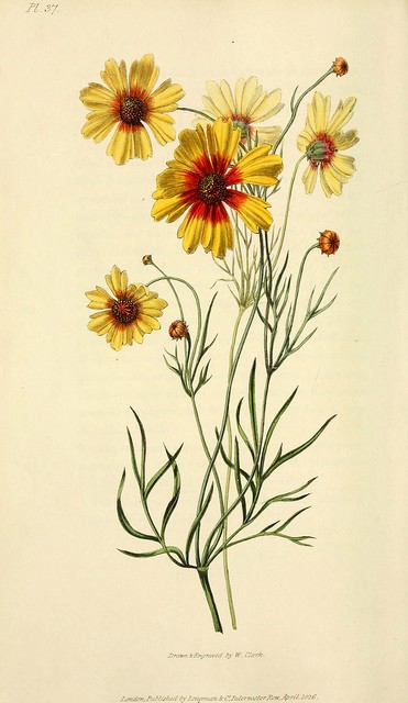 coreopsis tinctoria