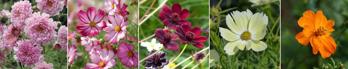 Cosmos : semis et plantation - Promesse de Fleurs