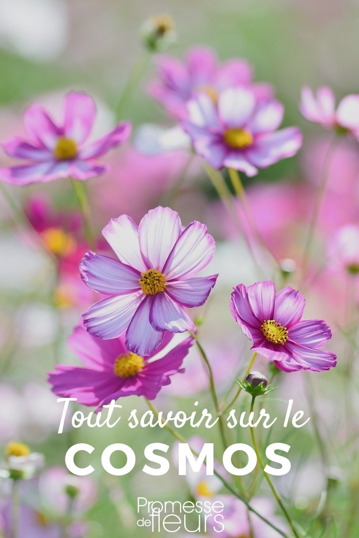 cosmos tout savoir