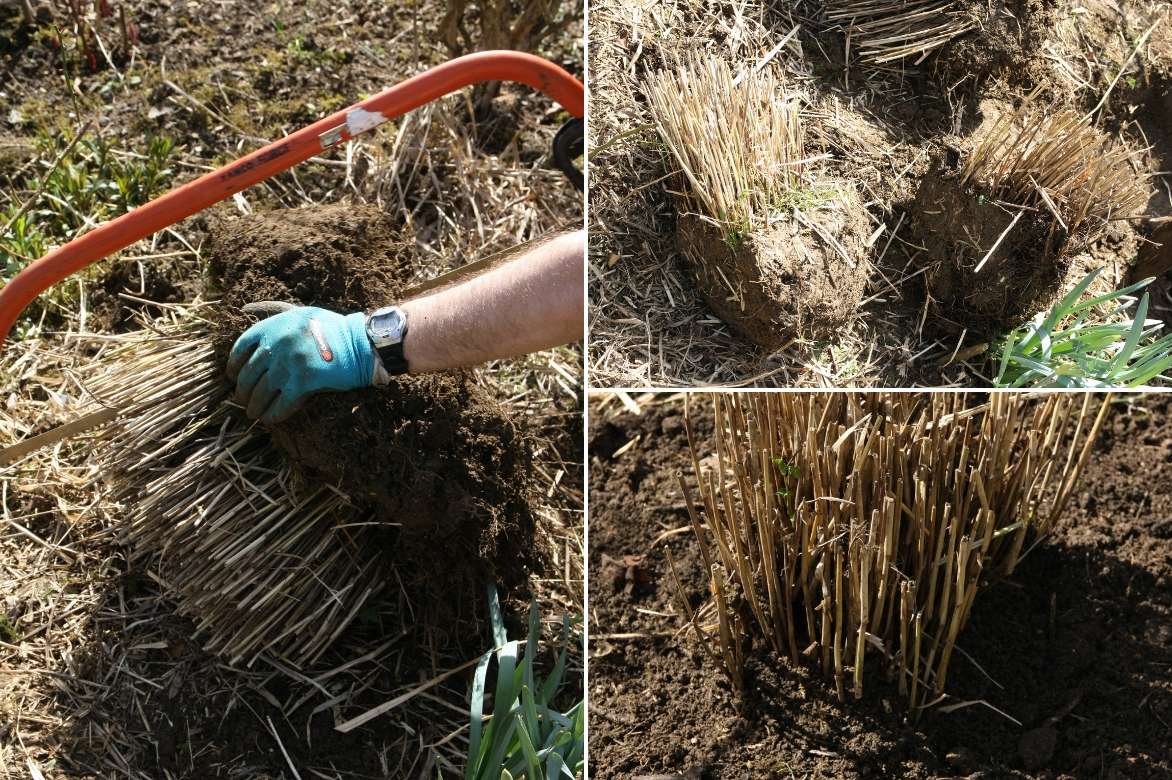 diviser un miscanthus