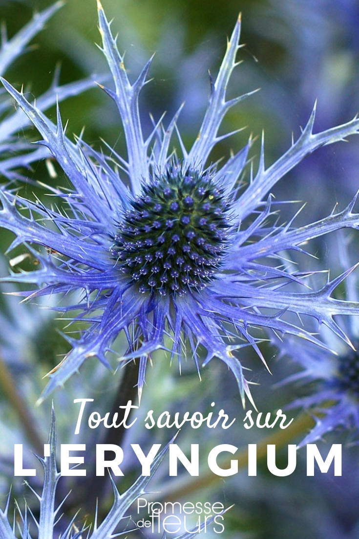 eryngium ou panicaut : tout savoir