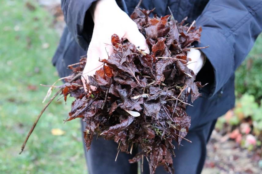 feuilles mortes pour pailler