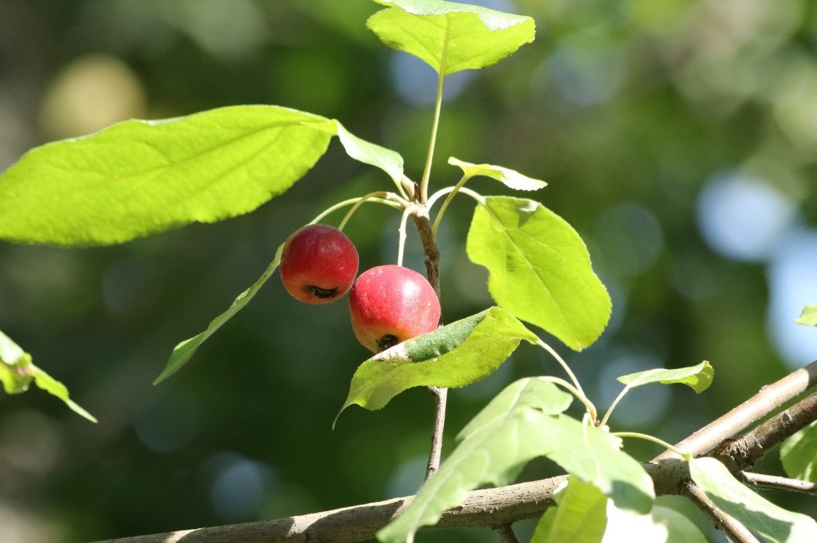 malus, pommier à fleurs