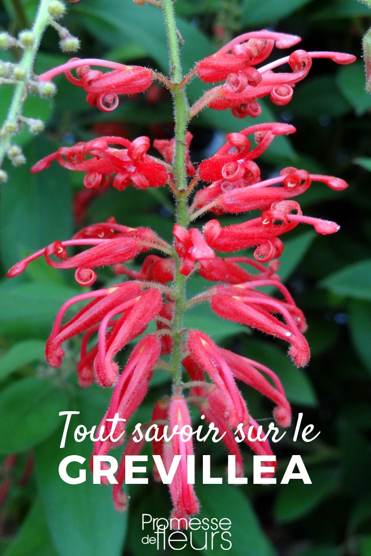 grevillea : plantation, taille, entretien