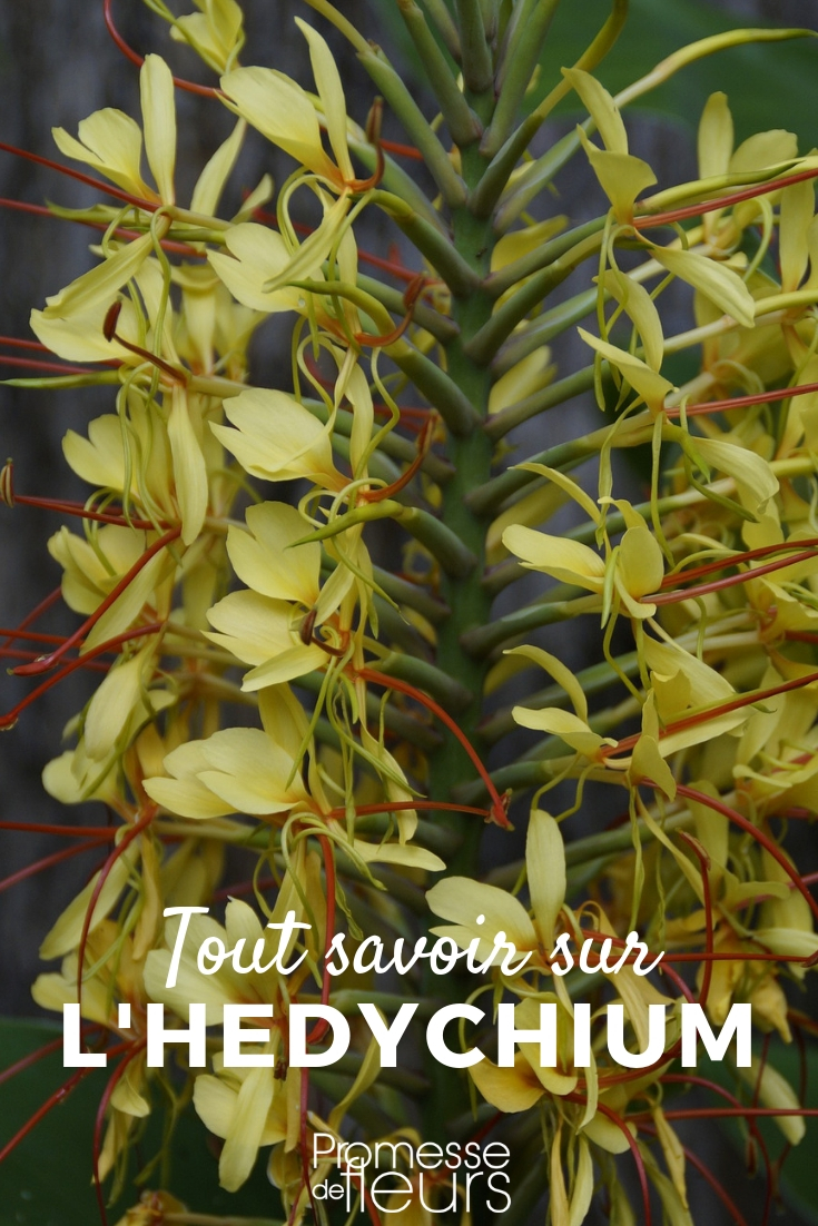 hedychium - conseils de culture