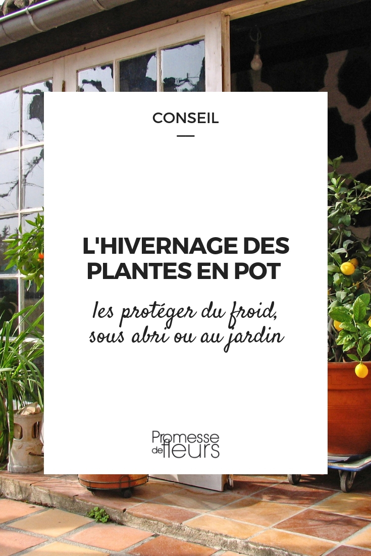 protéger les plantes en pot du froid