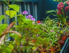 L'hivernage des plantes en pot pour les protéger du froid