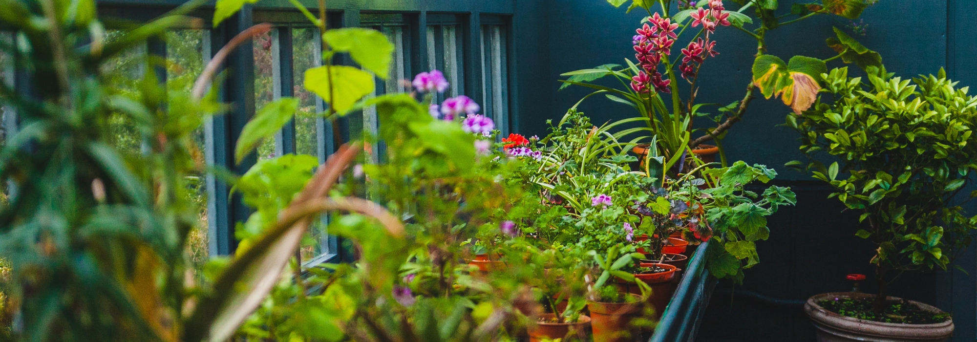 L'hivernage des plantes en pot pour les protéger du froid