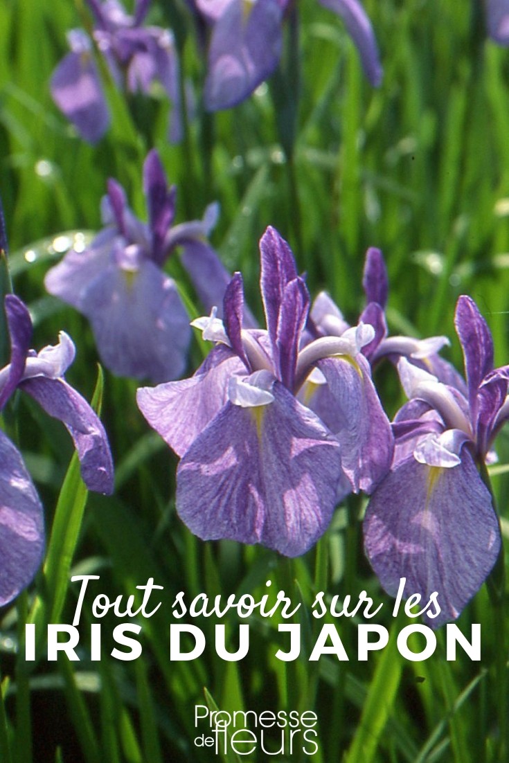 iris ensata, laevigata tout savoir