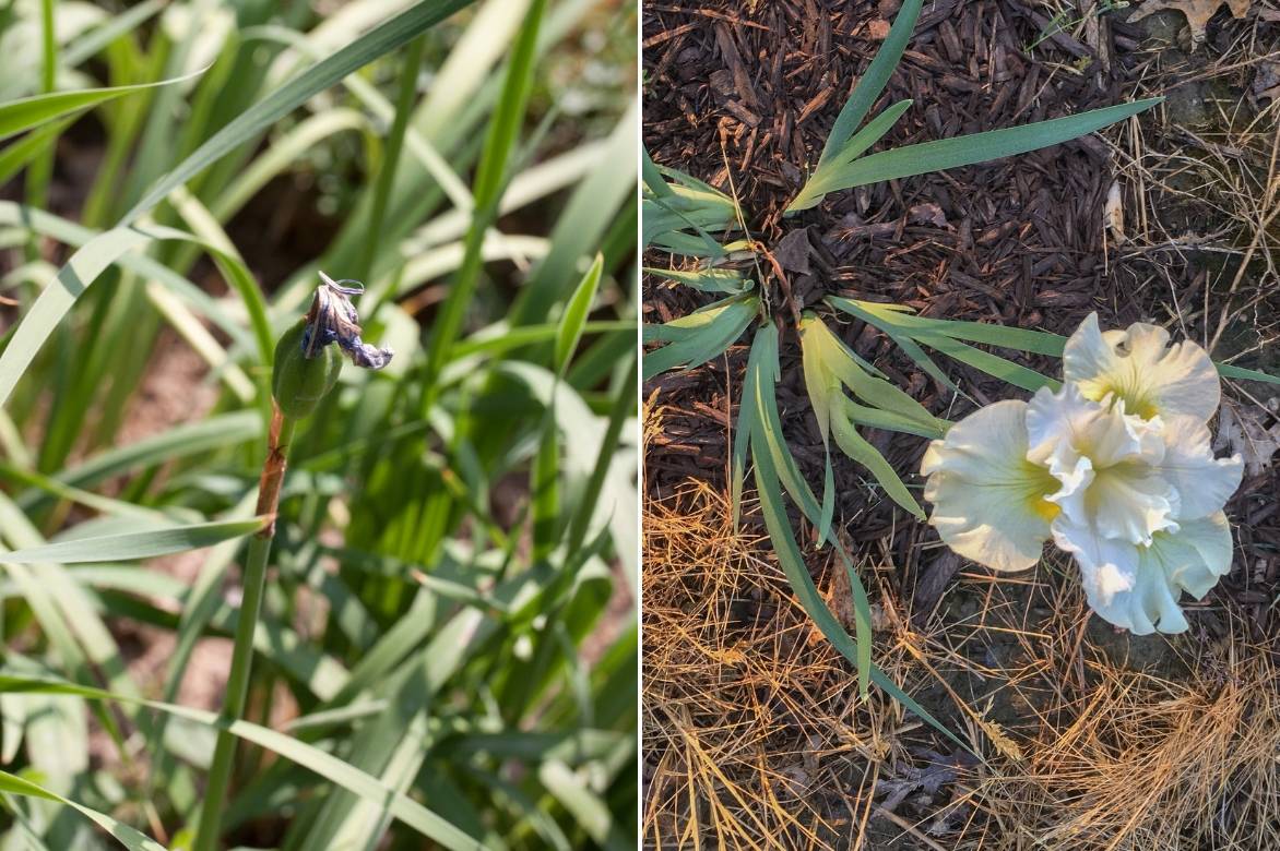 iris ensata, laevigata