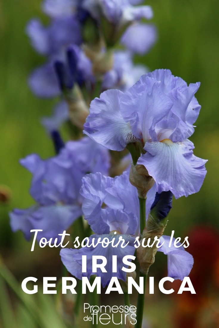 iris des jardins tout savoir