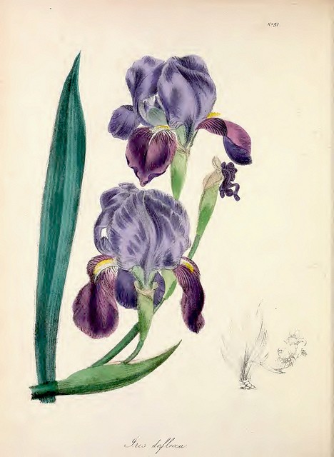 iris barbu