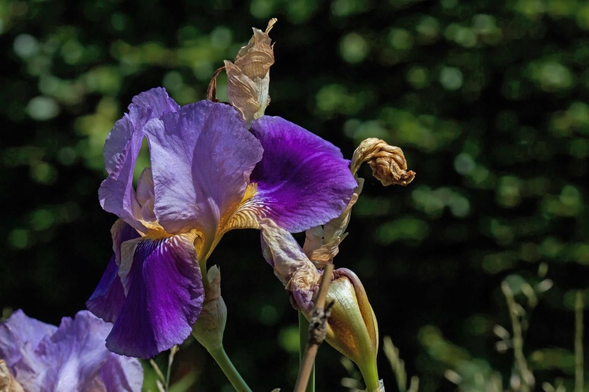 iris barbu entretien