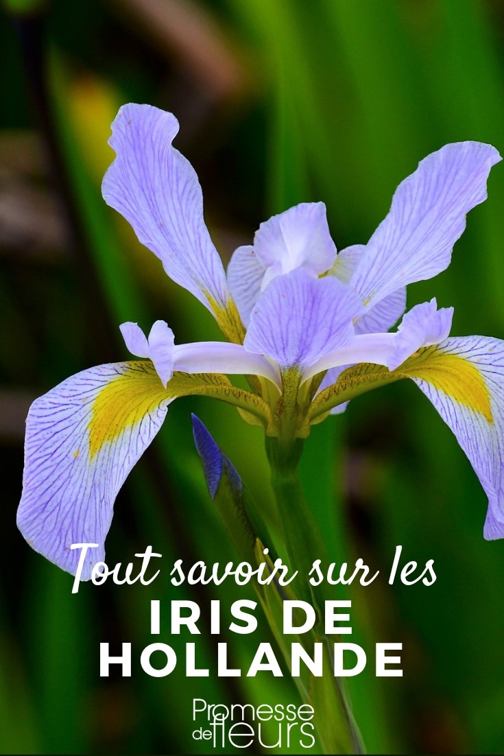 iris hollandica tout savoir