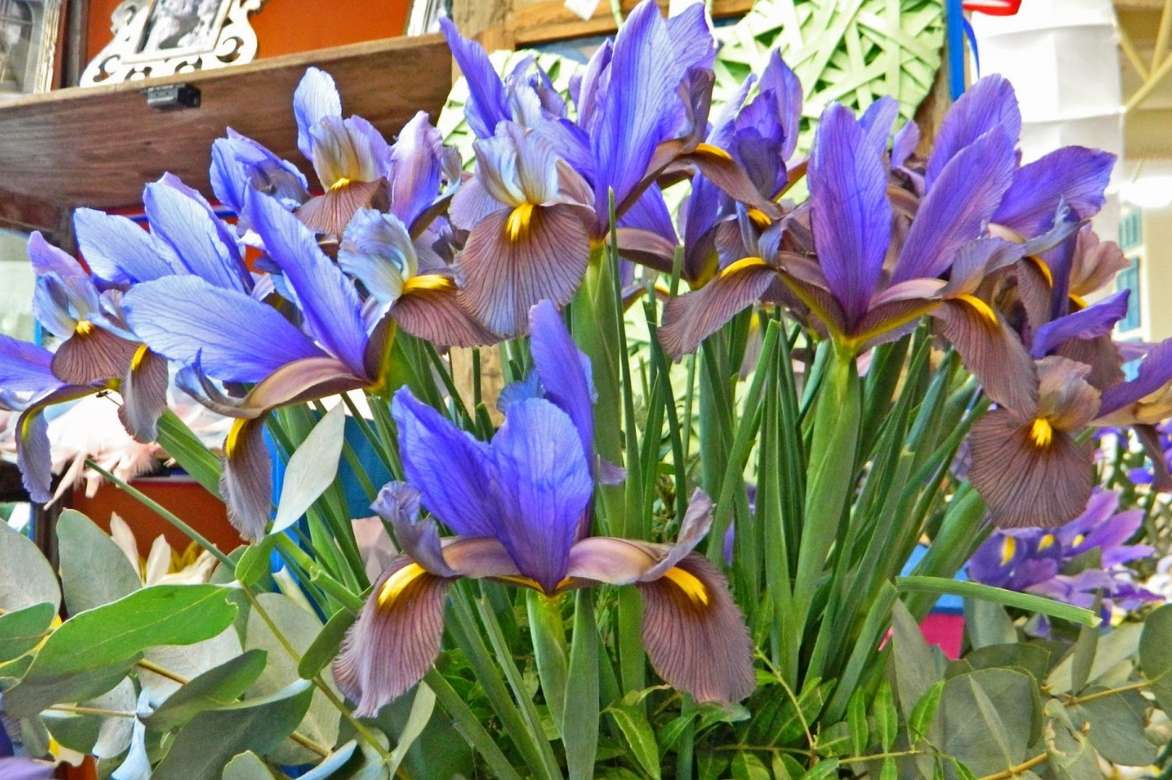 iris de hollande