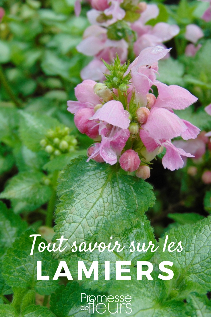 lamium, lamiastrum tout savoir