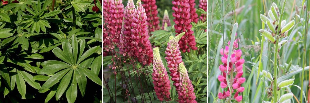 lupinus