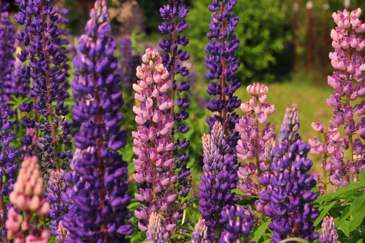 lupinus