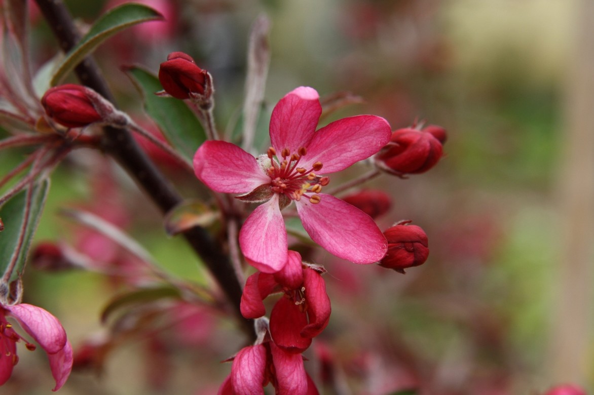 pommier à fleurs