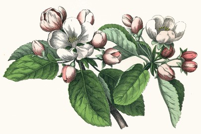 pommier à fleurs