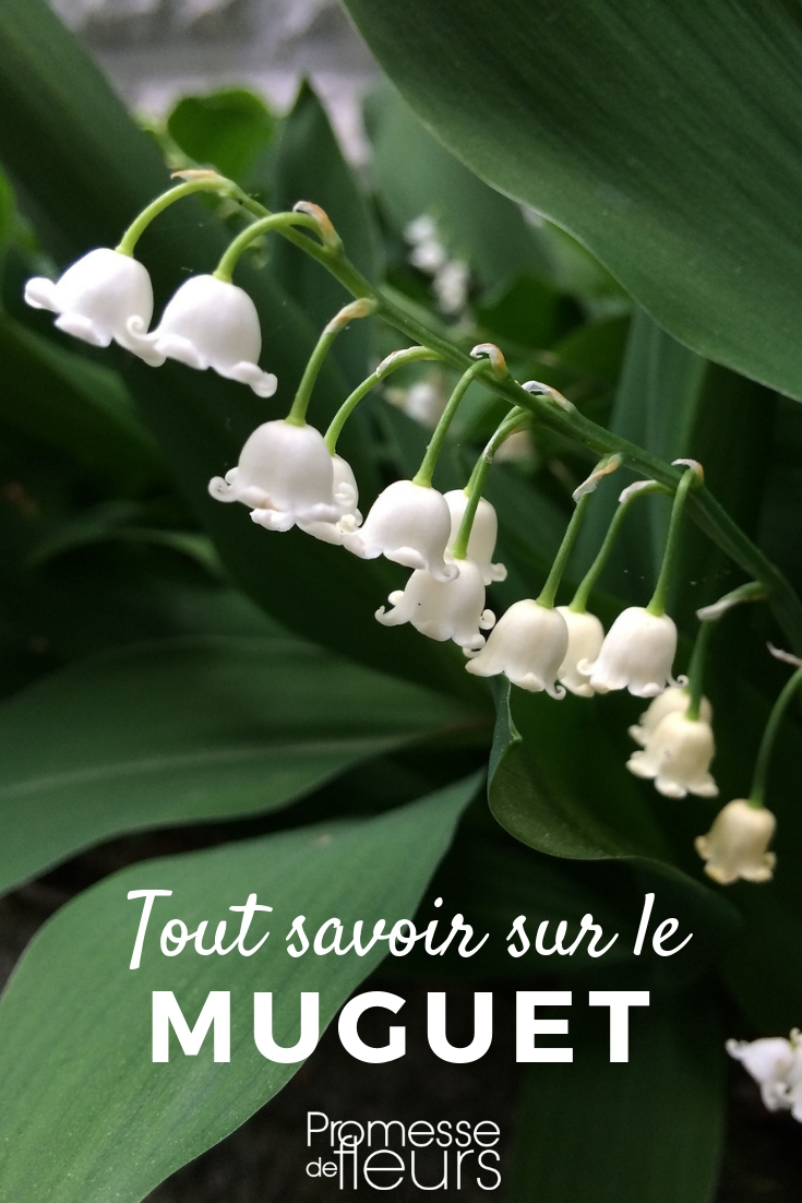 convallaria tout savoir