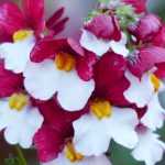 Nemesia : plantation, culture et entretien