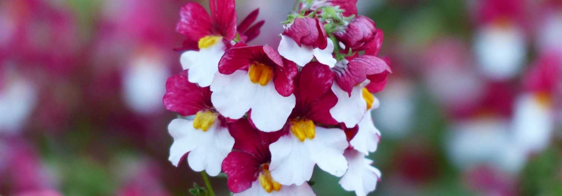 Nemesia : plantation, culture et entretien