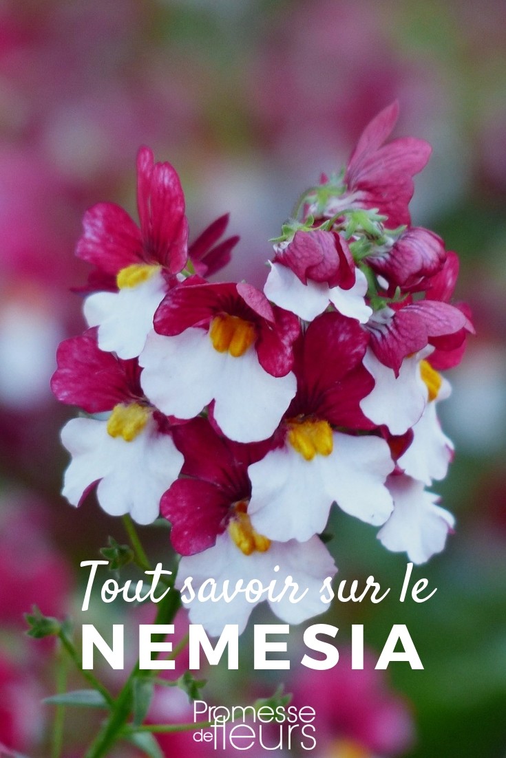 Récupérer l'eau de pluie au jardin - Promesse de Fleurs