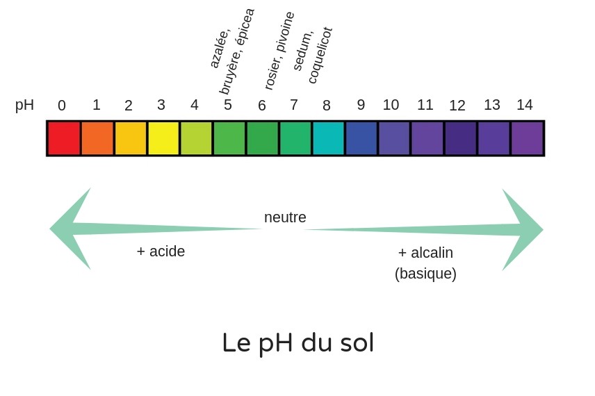 Savez-vous ce qu'est le PH du sol et pourquoi il est imporant ?