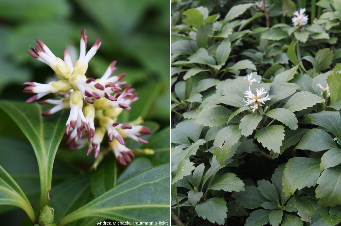 pachysandra