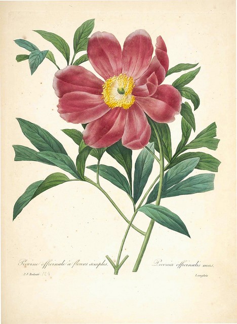 pivoine officinale