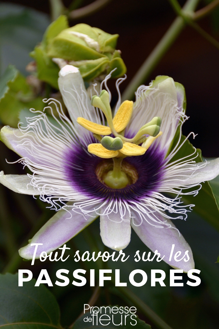 Passiflore (Passiflora incarnata) : propriétés, bienfaits de cette plante  en phytothérapie - Doctissimo