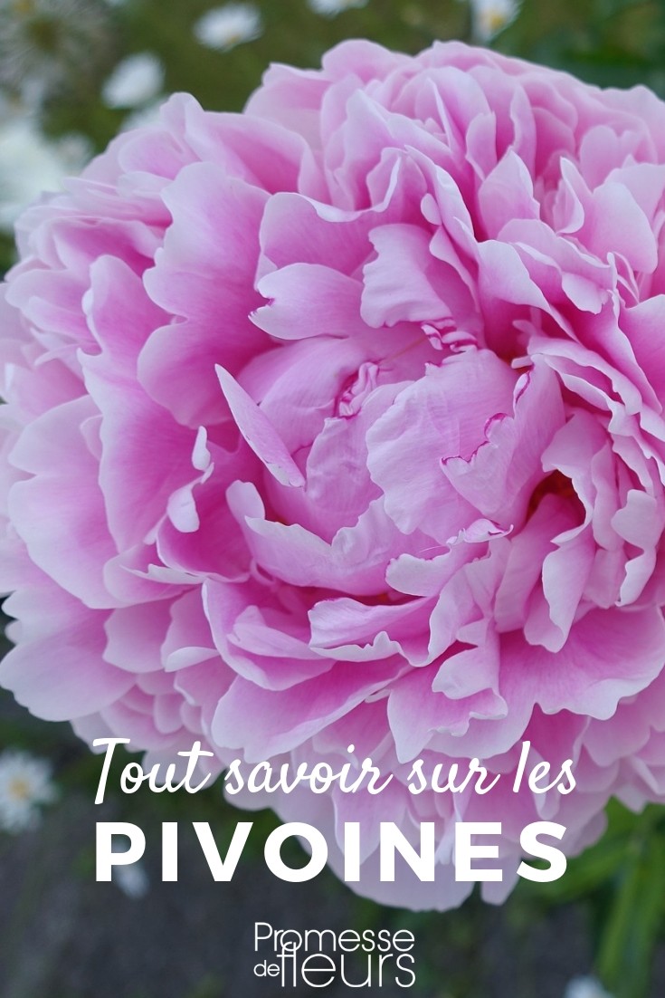 paeonia tout savoir