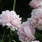 Pivoines : planter, tailler et entretenir