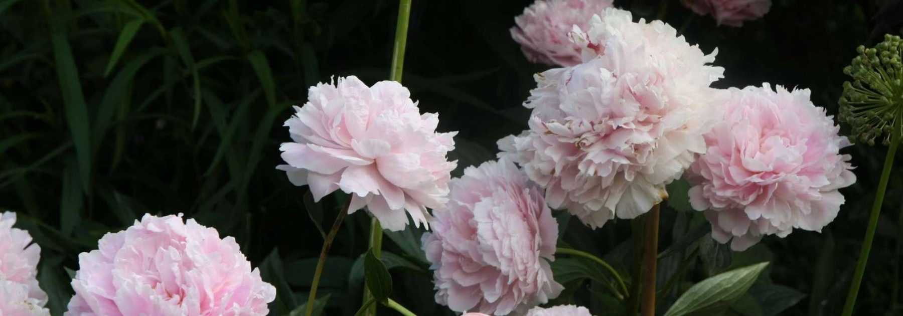 Pivoines : planter, tailler et entretenir