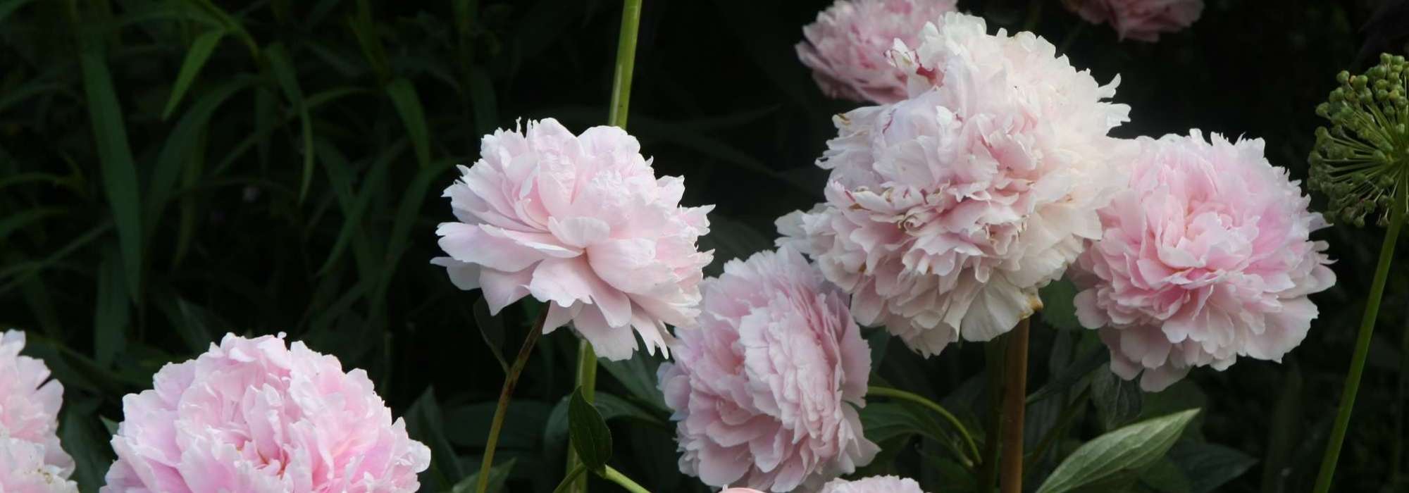 Pivoines : planter tailler et entretenir - Promesse de Fleurs