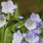 Polemonium : planter, cultiver, entretenir