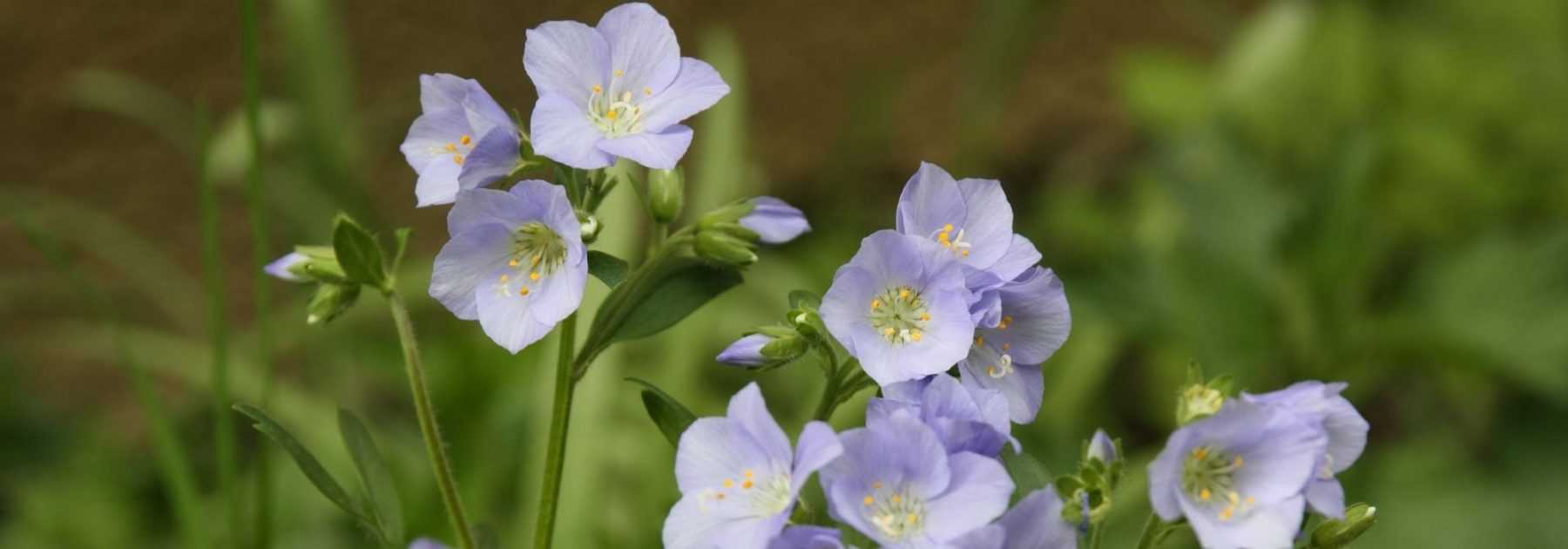 Polemonium : planter, cultiver, entretenir