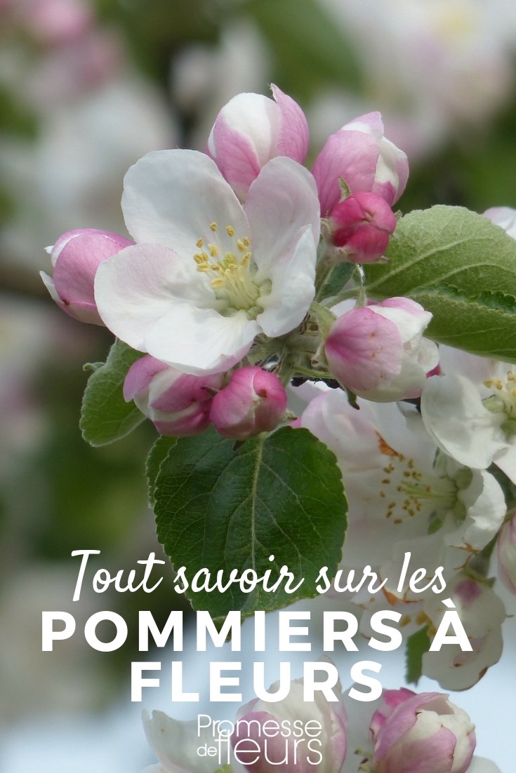 pommier d'ornement