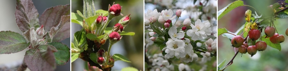 pommier a fleurs