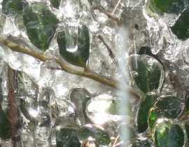 Protéger les plantes du froid et du gel en hiver