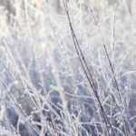 Protéger les plantes du froid et du gel en hiver