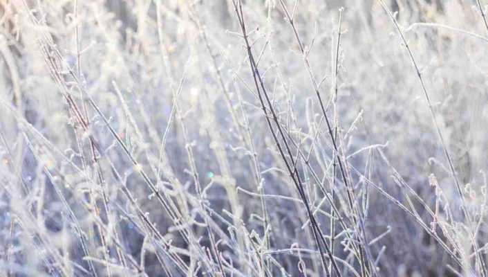 Protéger les plantes du froid et du gel en hiver