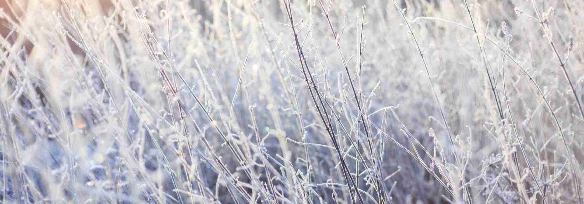 Protéger les plantes du froid et du gel en hiver