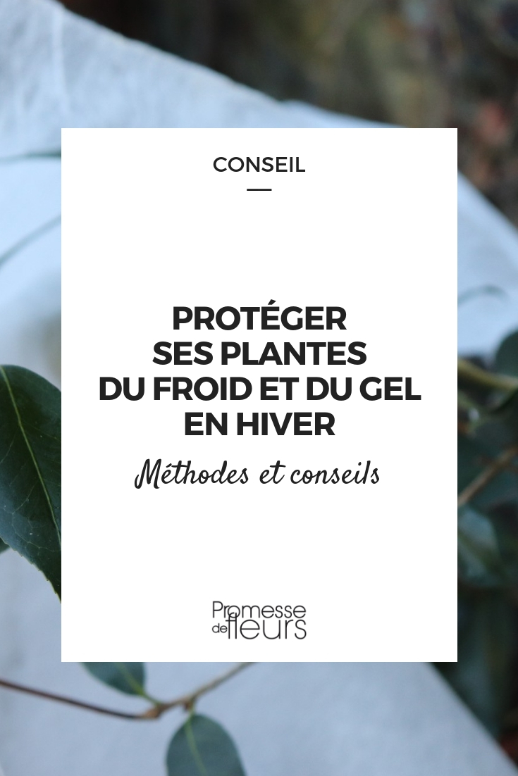 Vous n'avez pas de voile d'hivernage pour protéger vos plantes contre les  gels ? Voici 7 idées de protections alternatives à utiliser !