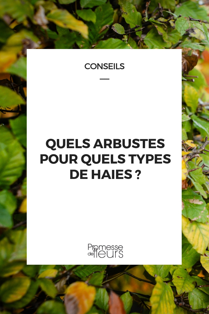 arbustes par types de haies