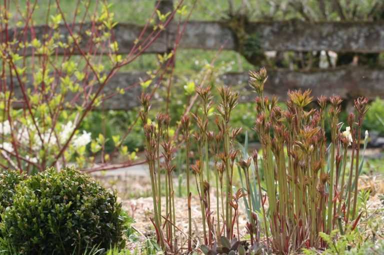 Pivoines planter tailler et entretenir Promesse de Fleurs