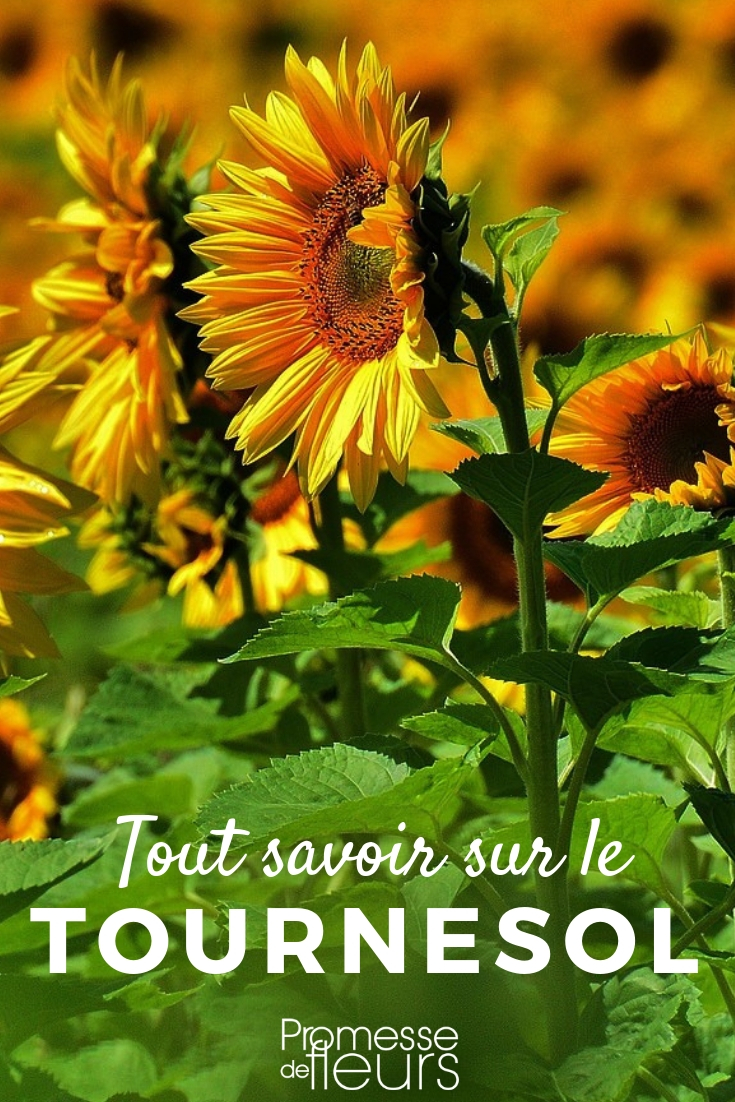 Comment bien choisir sa variété de tournesol ?