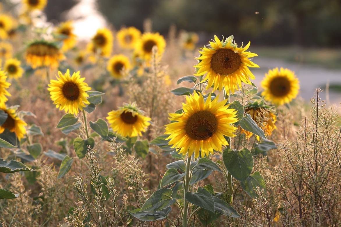 helianthus annuel