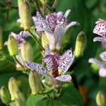 Tricyrtis, Lys crapaud : plantation, culture, entretien